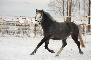 Fototapeta na wymiar Dark gray pony trotting in the snow