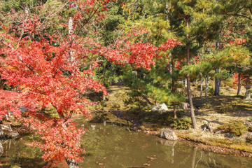 Obraz premium 京都 紅葉 等持院