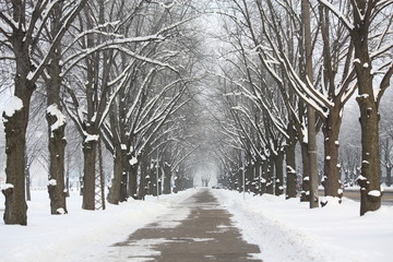 Alley in park in winter