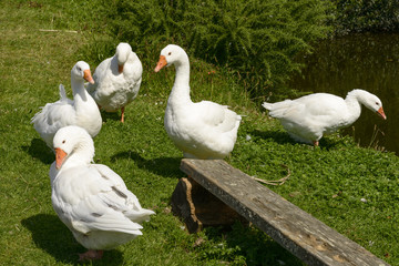 geese at Trethwy, Cornwall