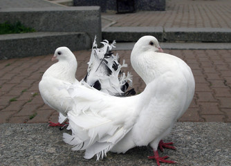 white doves