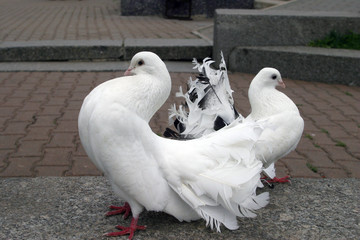 white doves