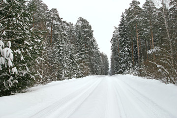 Pine forest in snow