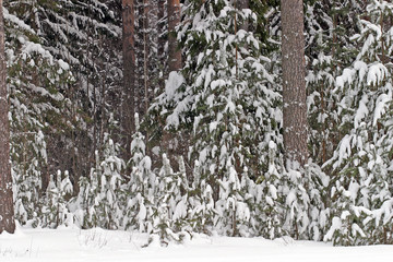 Fototapeta premium Pine forest in snow