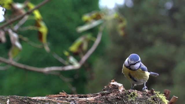 Blaumeise