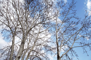 upper branches of tree