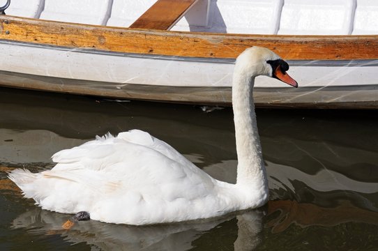 Mute swan by rowing boat © Arena Photo UK