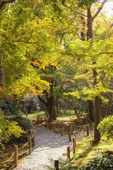 京都　紅葉　龍安寺