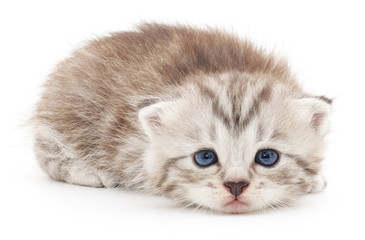 Kitten on a white background