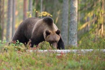 Bear walking in forest at fall