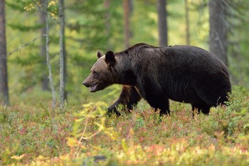 Brown bear (ursus arctos) walking in the forest