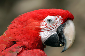 Fototapeta premium Green-winged macaw (Ara chloropterus).
