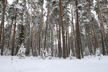 Fototapeta premium Pine forest in snow