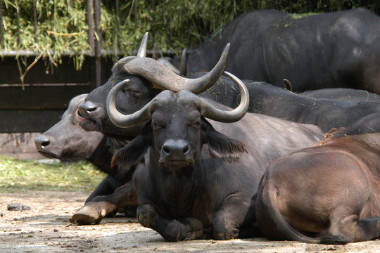Cape buffaloes (Syncerus caffer caffer).