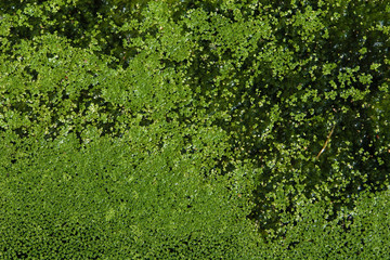 Common duckweed (Lemna minor). Full frame texture. .