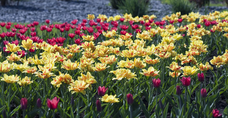 spring flowers