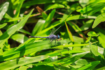 dragonfly on plant