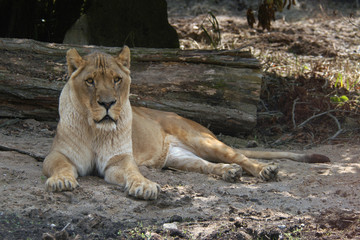 African lioness (Panthera leo). .