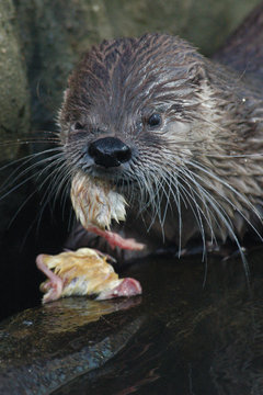 North American river otter (Lontra canadensis) eating chicken.
