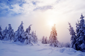 Winter landscape with mountain forest