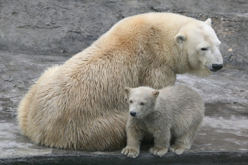 Polar bear cub (Ursus maritimus) with its mum.