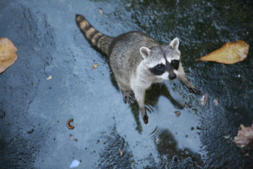 Common raccoon (Procyon lotor). © Vladimir Wrangel