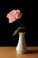 Pink rose in white vase isolated black bacground