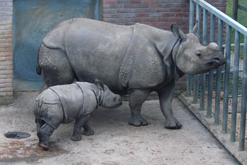 Fototapeta premium Indian rhinoceros (Rhinoceros unicornis) with a calf.