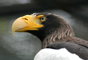 Steller's sea eagle (Haliaeetus pelagicus)..