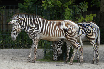 Fototapeta na wymiar Grevy's zebras (Equus grevyi).