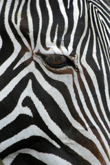 Fototapeta na wymiar Grevy's zebra (Equus grevyi), also known as the imperial zebra..