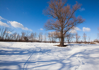 Fototapeta na wymiar winter sunny landscape