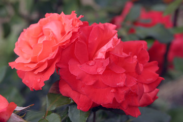 red roses