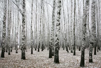 Badezimmer Foto Rückwand Winter birches in autumn © Elena Kovaleva