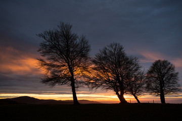 silhouette of trees in sunset sky