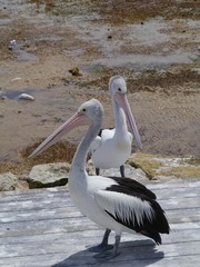 Australian pelicans on Kangaroo island in australia