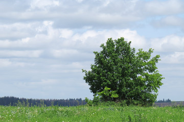 summer walk on the field