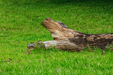 Tree bark texture