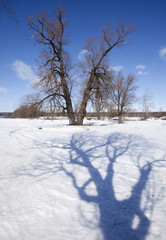winter sunny landscape