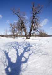 winter sunny landscape