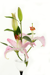 pink lily