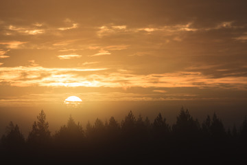 Sunrise over forest