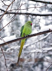 Perruche à collier en hiver, froid aux pattes (France Europe)