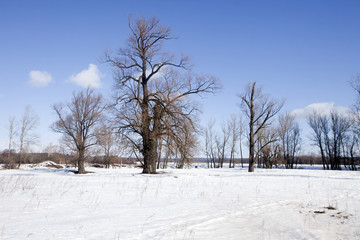 Fototapeta na wymiar winter sunny landscape