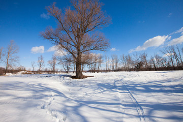 winter sunny landscape