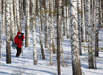 white birches