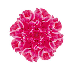 Isolated Pink Flower Decorative Ornament