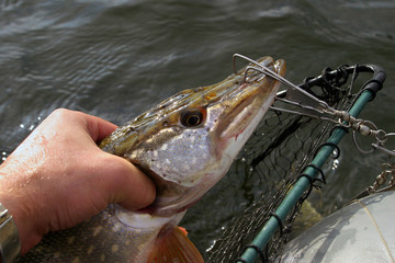 pike