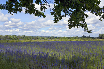 beautiful meadows