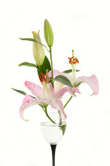 pink lily